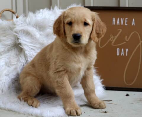 Snoopy Golden
