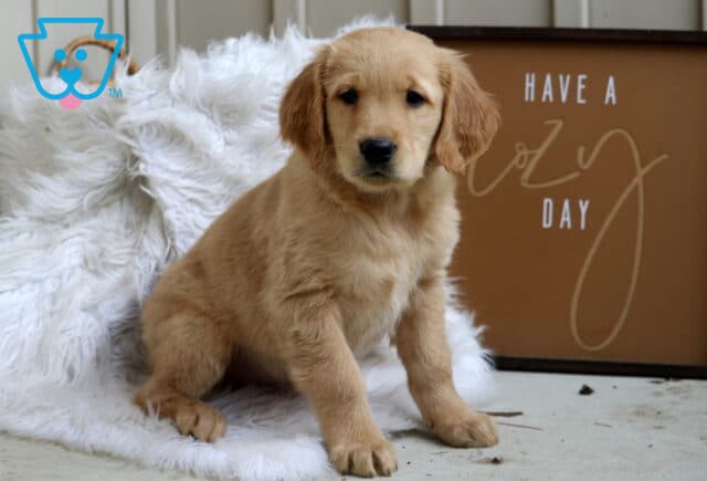 Snoopy Golden image