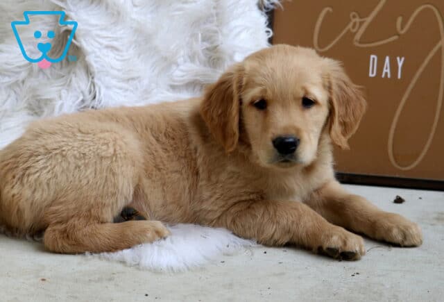 Snoopy Golden2 image