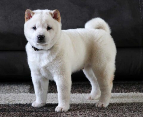 Snowball Shiba Inu2