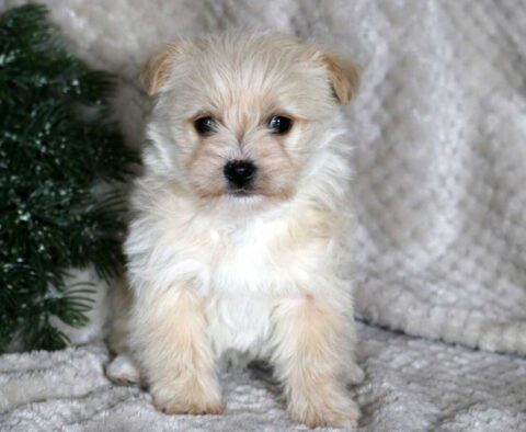 Snowball Yorkiepoo