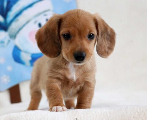 Snowflake Mini Dachshund