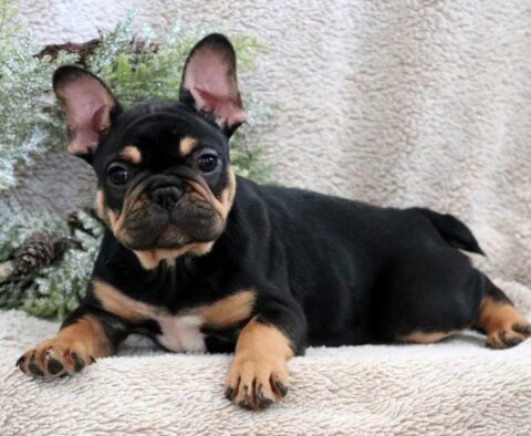 Snowy French Bulldog3