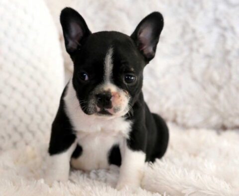 Snowy Frenchton