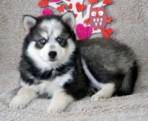 Snowy Pomsky2