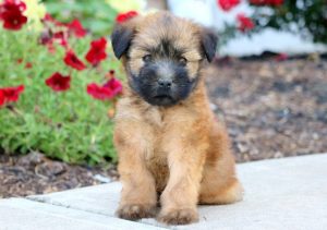 soft coated wheaten terrier puppies for sale