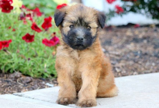 soft coated wheaten terrier puppies for sale