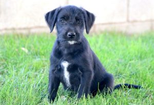 Soft Coated Wheaten Terrier Mix