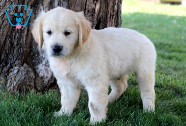 Sonny Golden image