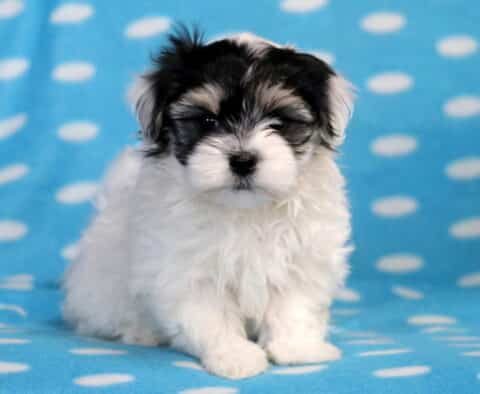 Sonny Havanese Mix2