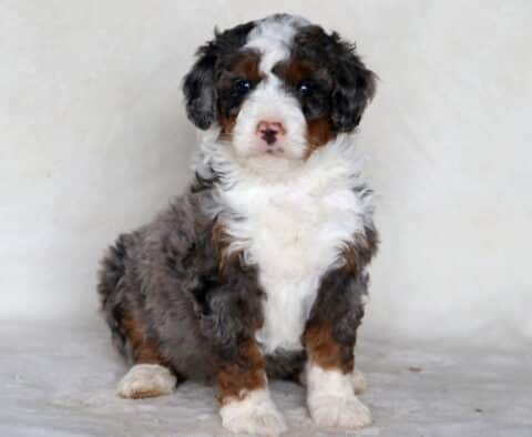 Sonny Mini Bernedoodle