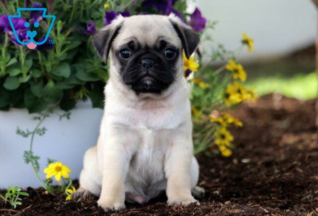 Sonny Pug