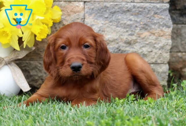 Sonny Setter2 image