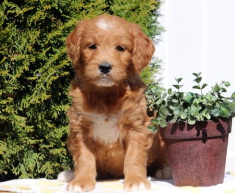 Sophia Goldendoodle