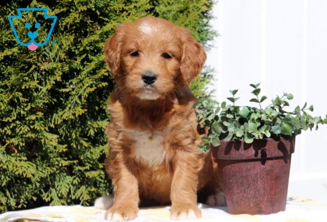 Sophia Goldendoodle image