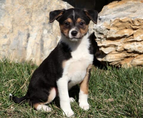 Sophia Jack Russell Mix