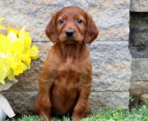 Sophia Setter