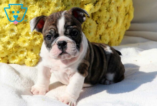 Sophie Bulldog image