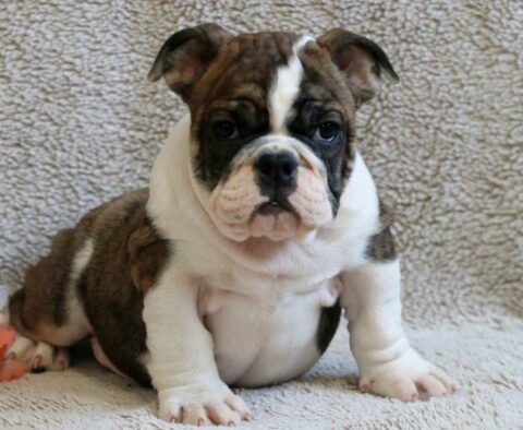 Sophie Bulldog Retaje