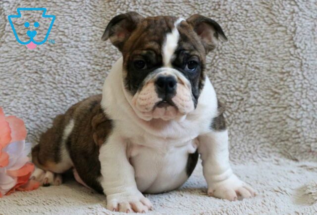 Sophie Bulldog Retaje image