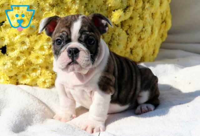 Sophie Bulldog2 image