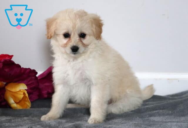 Sophie Pomapoo image