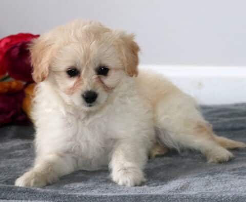 Sophie Pomapoo2