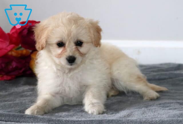 Sophie Pomapoo2 image