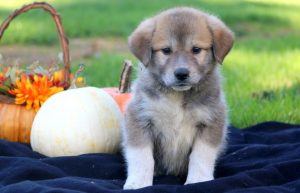 Anatolian Shepherd Mix