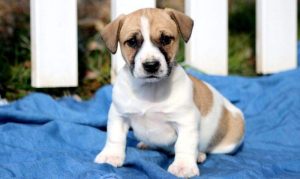 Jack Russell Terrier puppies for sale