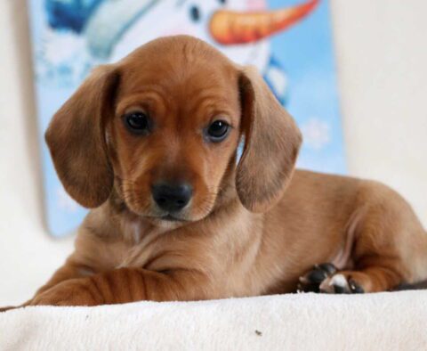 Sparkle Mini Dachshund2