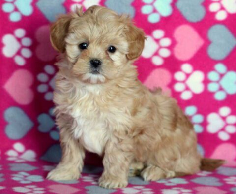 Sparkle Shihpoo