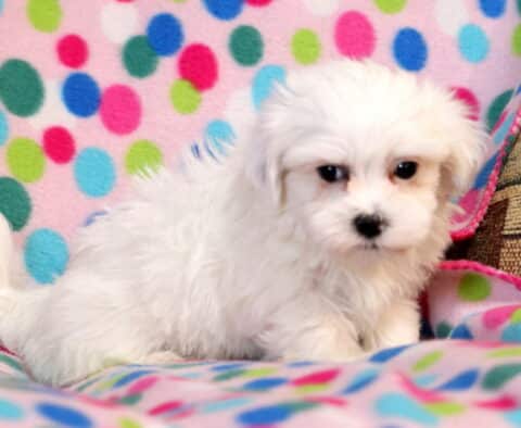 Sparkles Havanese Mix
