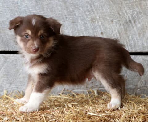 Sparky Aussie Mix