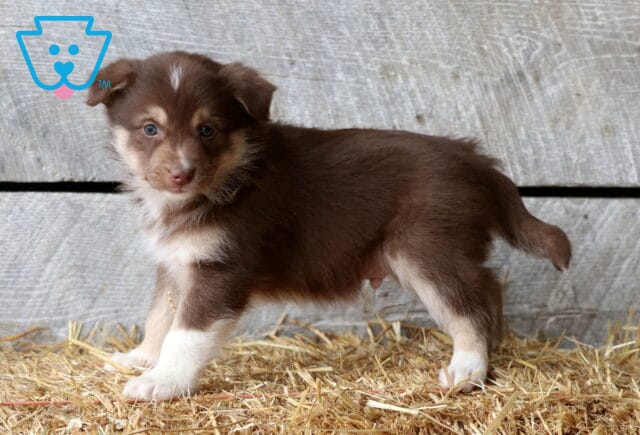 Sparky Aussie Mix image