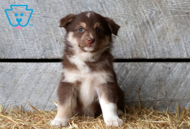 Sparky Aussie Mix2 image