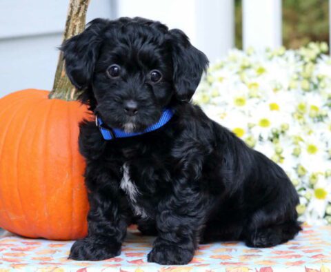 Sparky Yorkiepoo2
