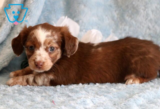 Speckles Mini Dachshund image