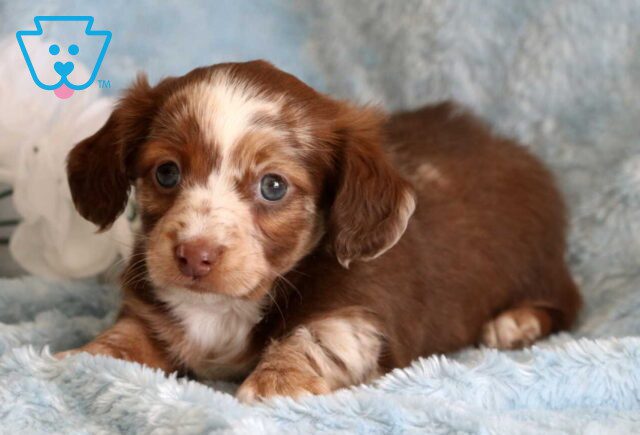 Speckles Mini Dachshund2 image