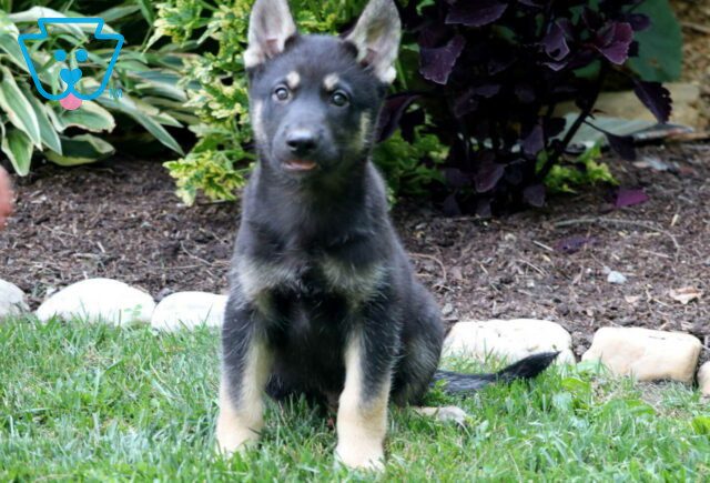 Speedy Gerberian Shepsky image