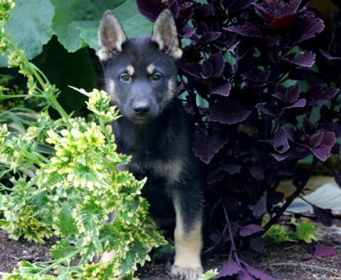 Speedy Gerberian Shepsky2