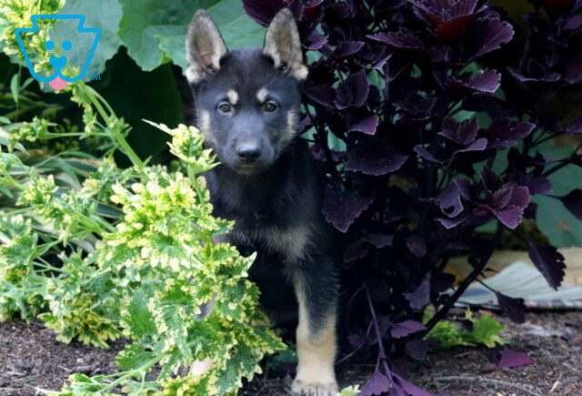 Speedy Gerberian Shepsky2 image