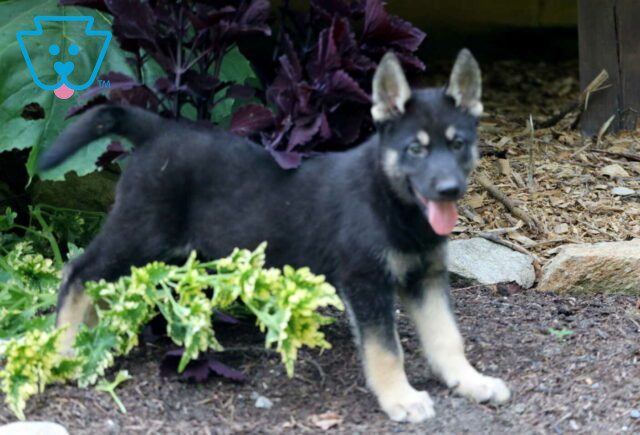 Speedy Gerberian Shepsky3 image