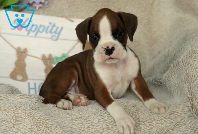 Spencer Boxer image