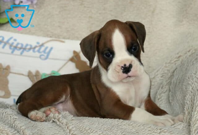 Spencer Boxer2 image