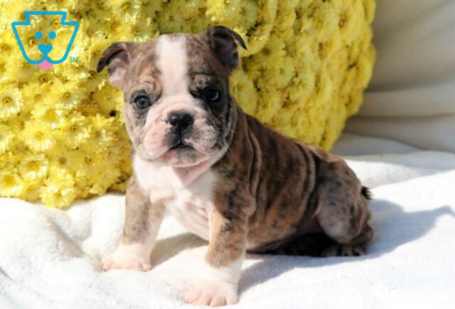 Spencer Bulldog image