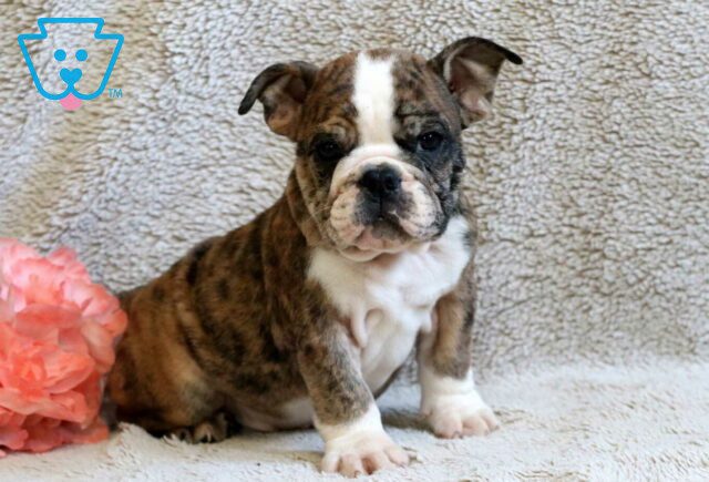 Spencer Bulldog Retake image