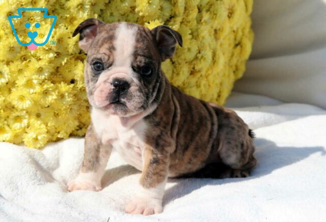Spencer Bulldog2 image