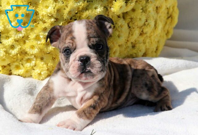 Spencer Bulldog3 image