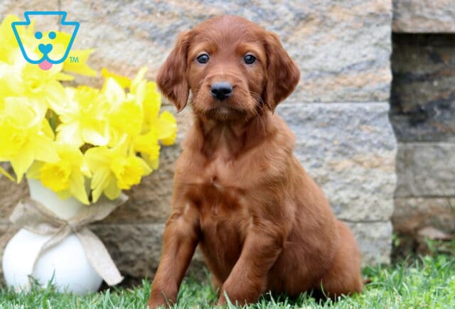 Spencer Setter image